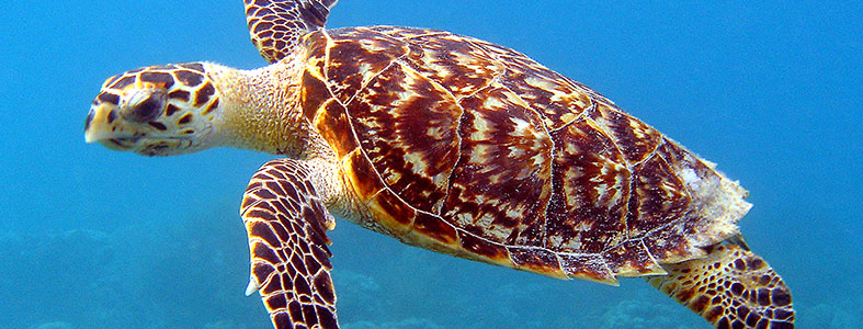 ‘Plastic afval bedreiging voor zeeschildpadden’ | Rolcontainerhuren.nl